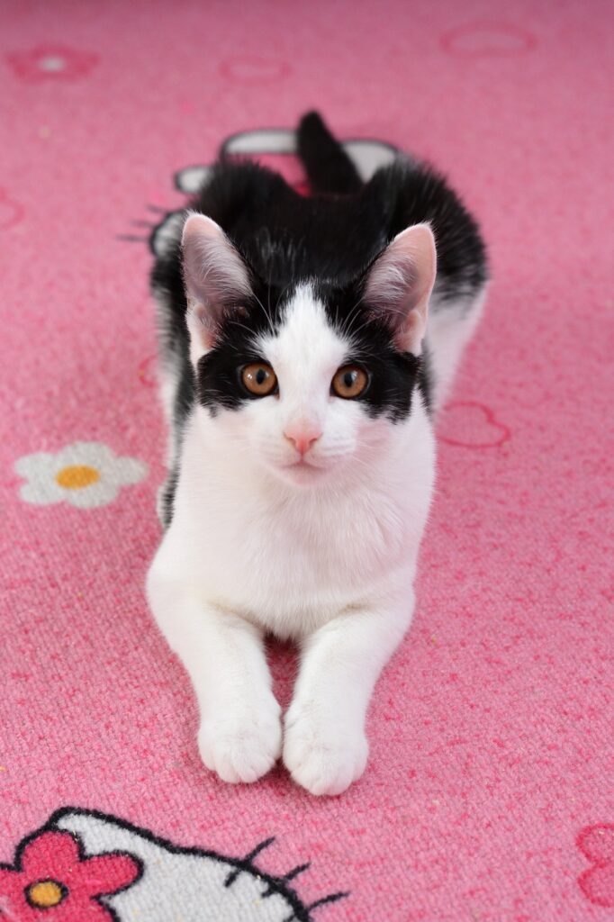 Black and white cat stairing at you, thankful for improving enrichment for house cats