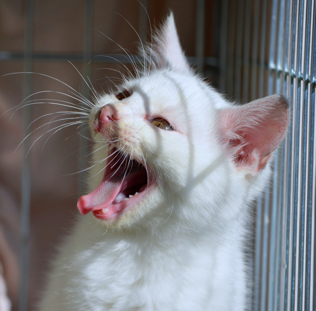 White cat crying out loud in distress, a common sign of cat crying in the box behavior