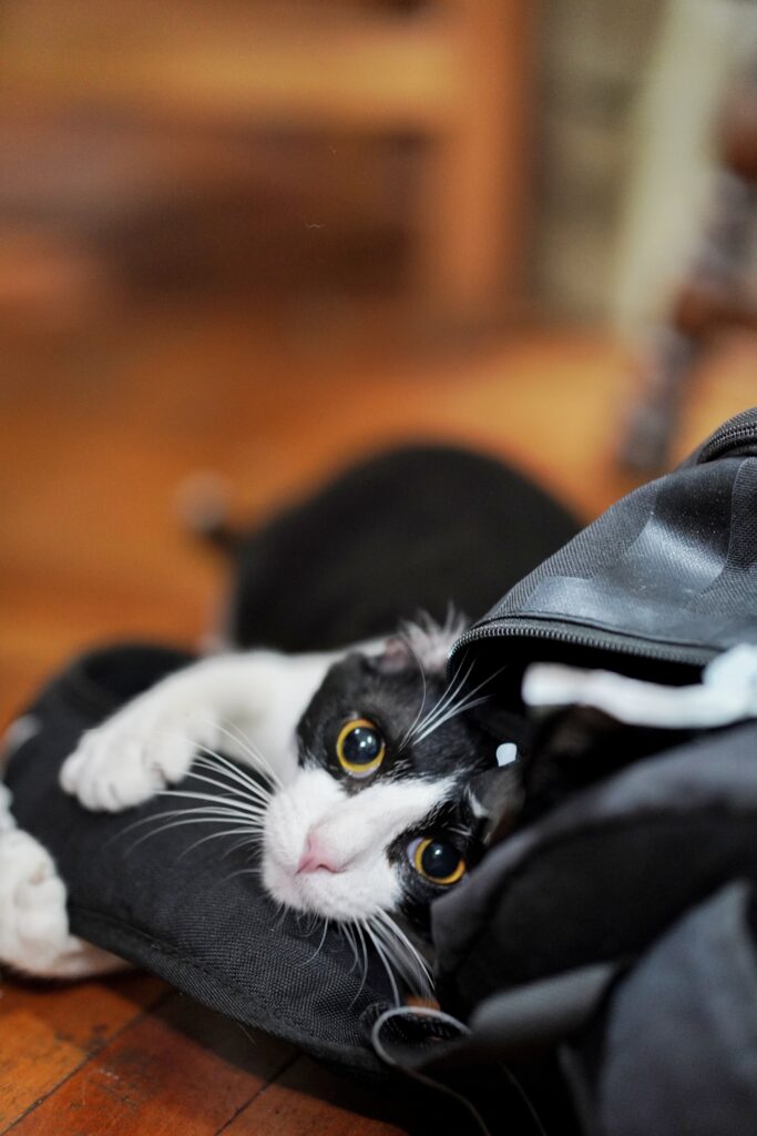 Cat laying in clothes, looks bored, learn enrichment for house cats