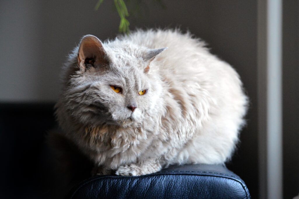 White cat laying calmly on blue soffa after correct cat clawing sofa behavior