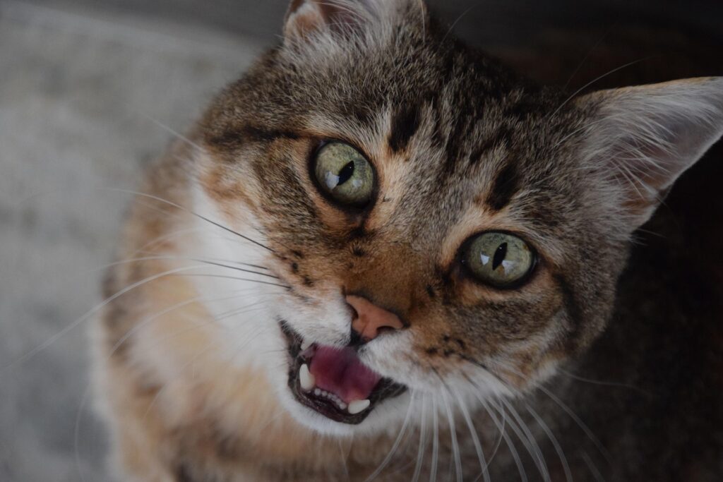 Cat constantly meowing: Close-up of cat meowing loudly, a common sign of stress or anxiety”