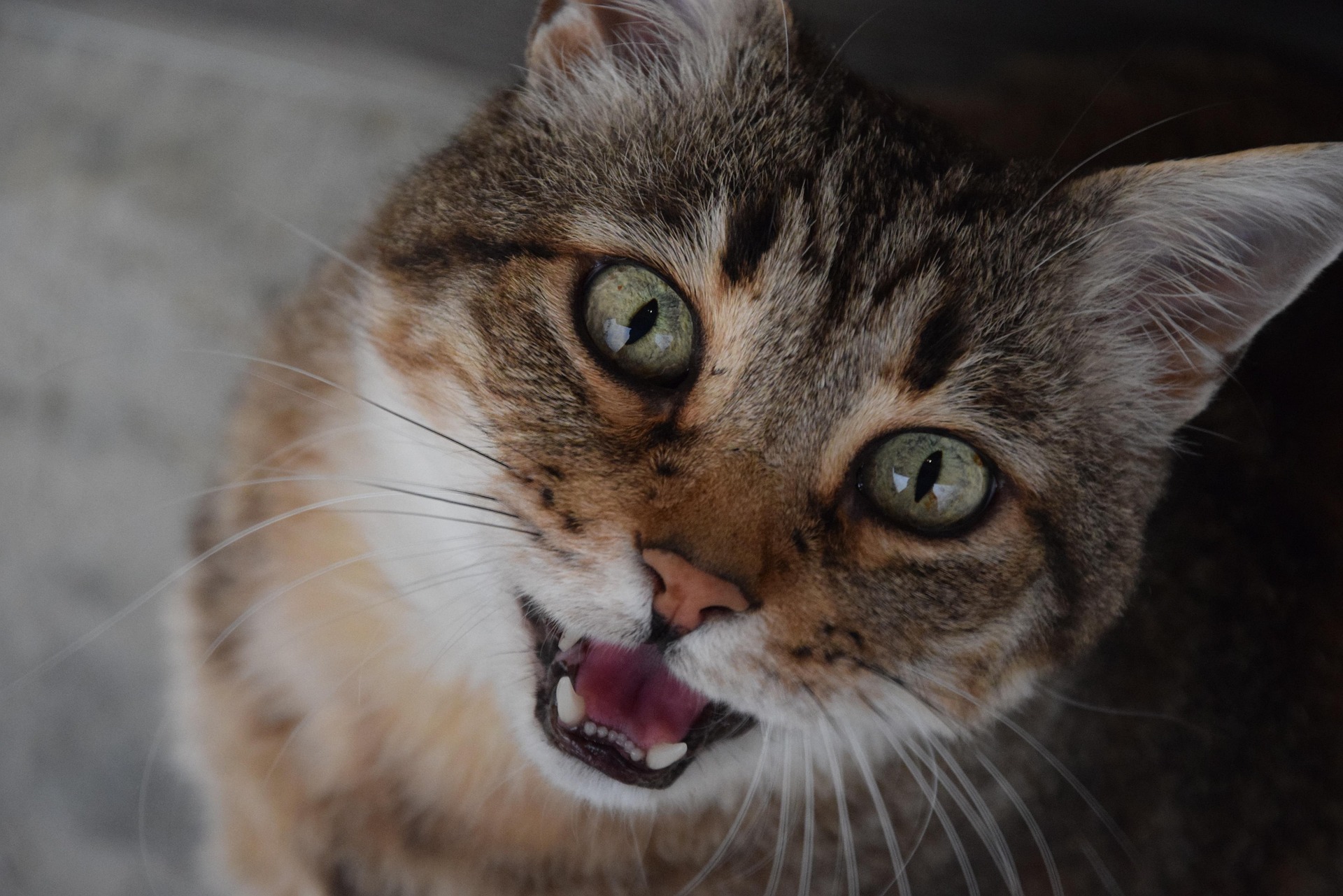 Curated visual reference: Cat Meowing Due To Hearing Loss Reference: Cat Constantly Meowing Causes Warning Signs How To Stop It