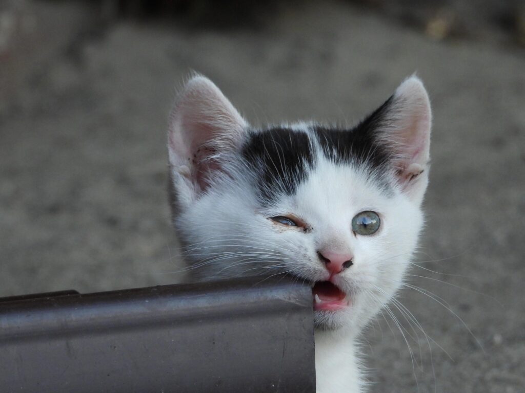 White and black cat biting sofa? sign of a cat biting me bevavior