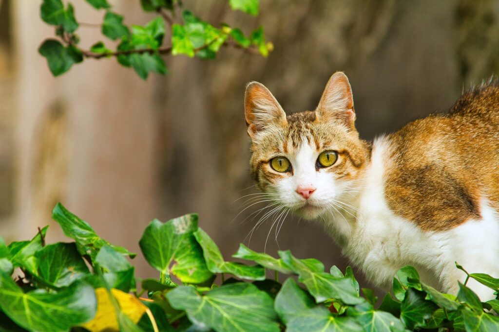 Alert cat watching surroundings showing clear house cat body language