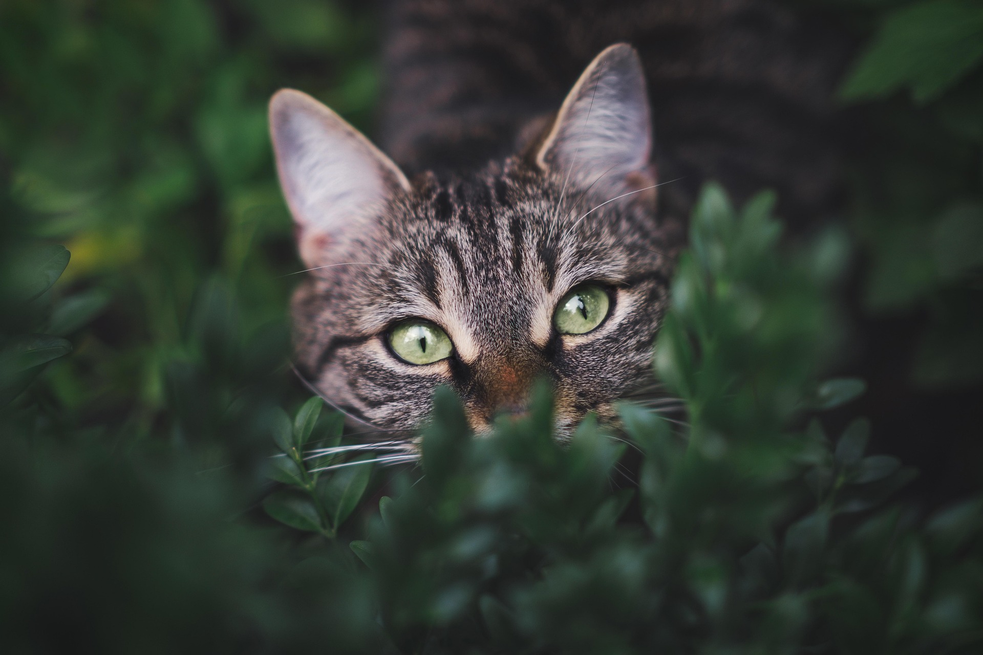 Cat hiding in bushes, a common sign of stress-related reason on why do cats spray