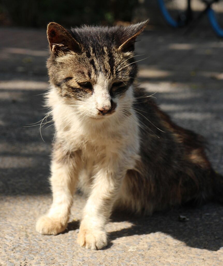 Cat sitting outdoors with tense posture, a possible sign of anxiety-related meowing