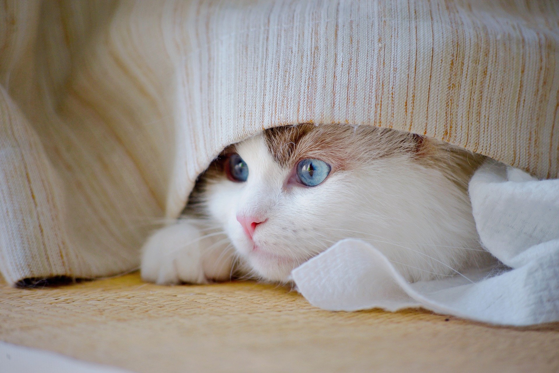 Cat peeking out from behind furniture while hiding due to anxiety
