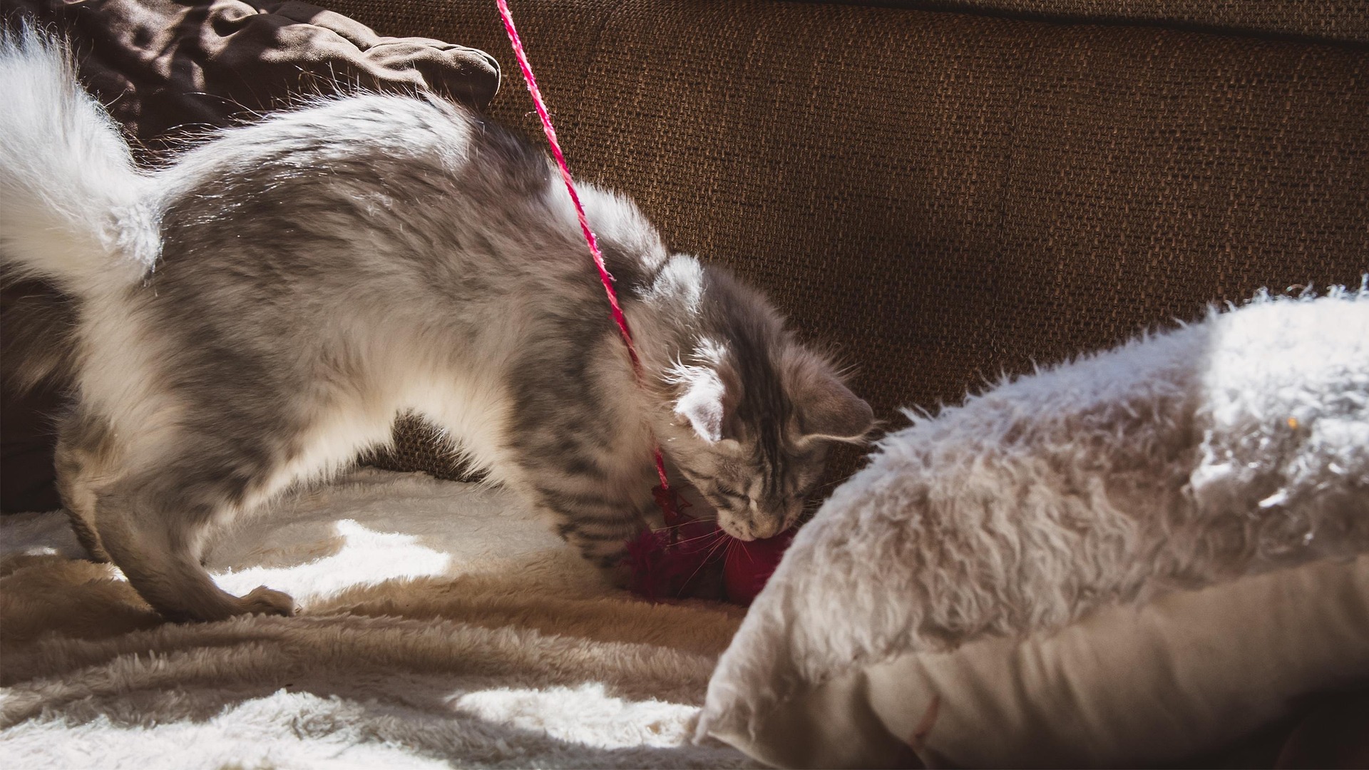 Cat clawing sofa with scratching post nearby, demonstrating redirected scratching behavior
