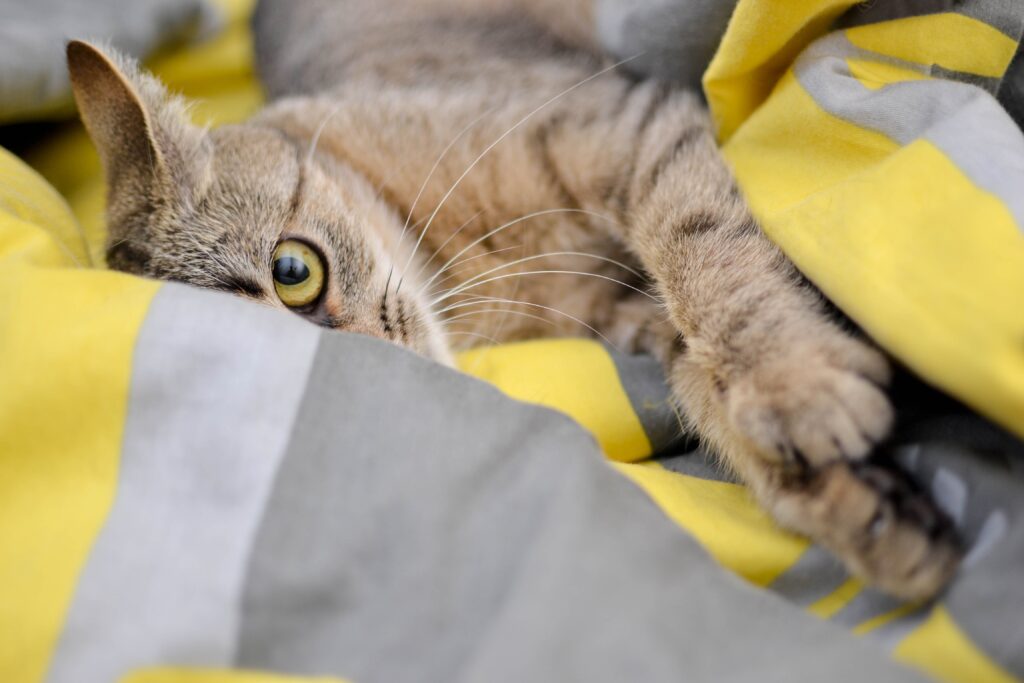 A bright ginger cat laying comfortably on a bed looking unbothered while Alexander researches feline behavior and the reasons for a cat not using the litter box.