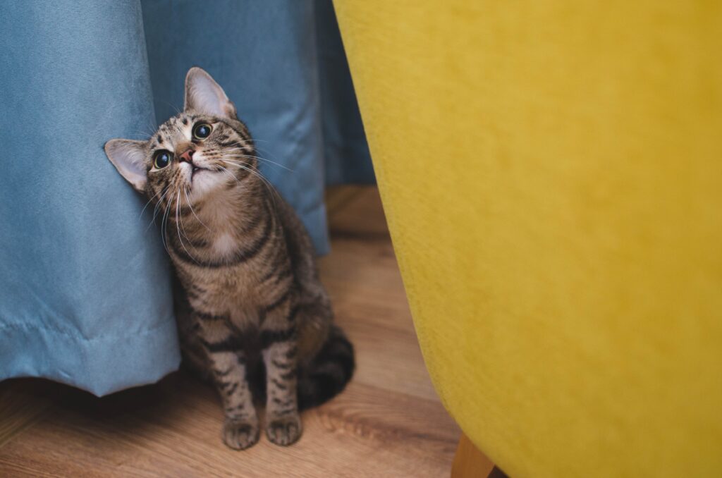 A tabby cat hiding behind a blue curtain to show how cat separation anxiety can manifest as subtle withdrawal or hiding when an owner is away