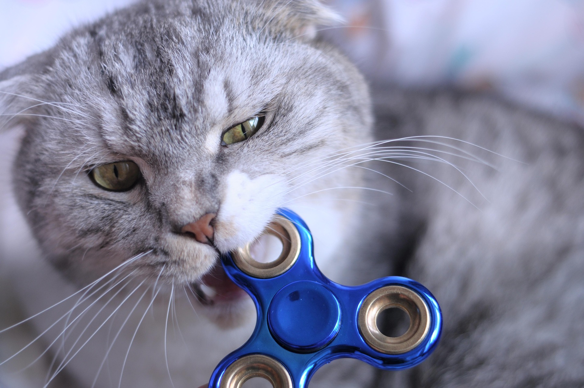 Kitten chewing toy, blue fidget spinner