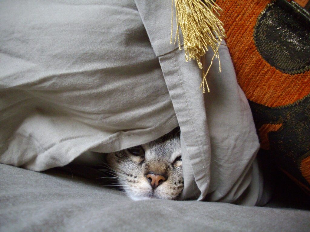 Cat hiding under blankets as a stress-related behavior