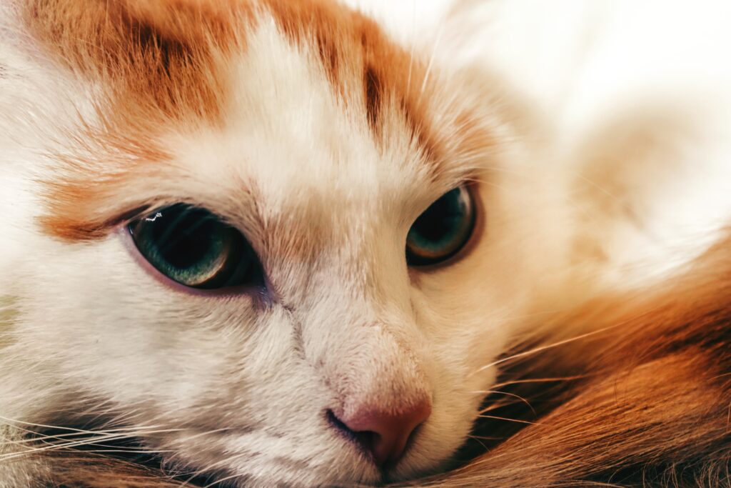 A close up of a ginger and white cat with sad eyes used by Alexander to illustrate the visible emotional distress caused by cat separation anxiety in household pets.