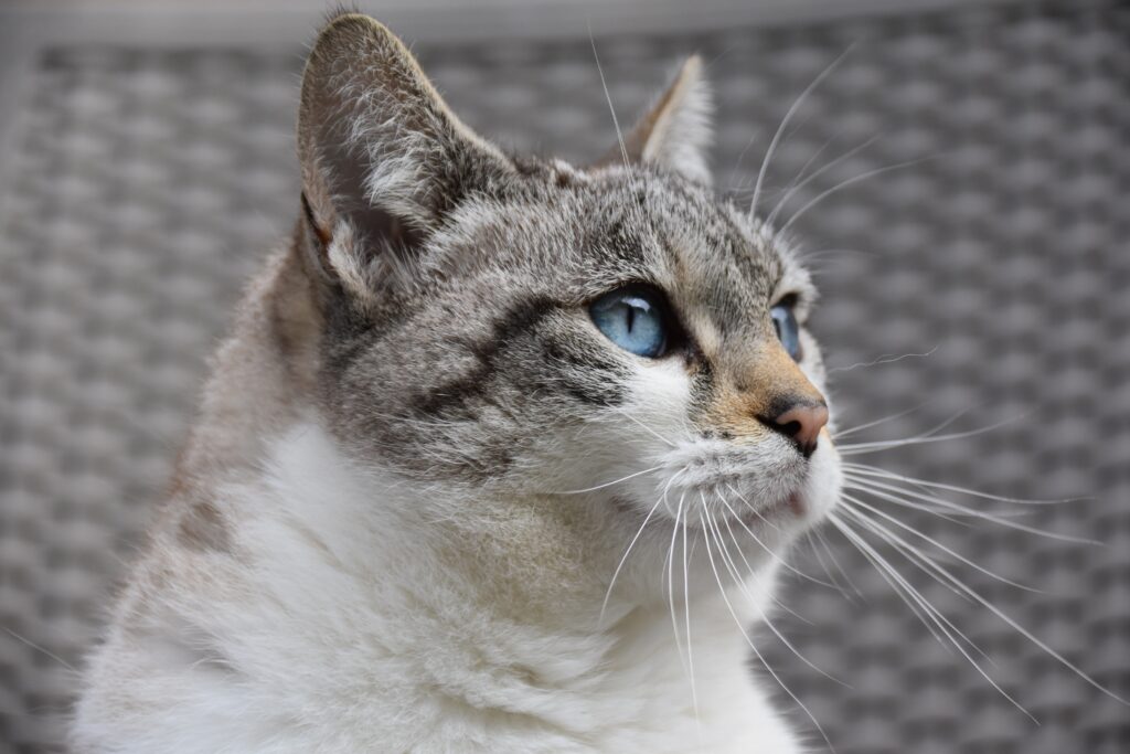 A beautiful light-colored cat with bright blue eyes looking thoughtfully into the distance as Alexander explains why your cat is not using the litter box anymore due to stress or medical issues