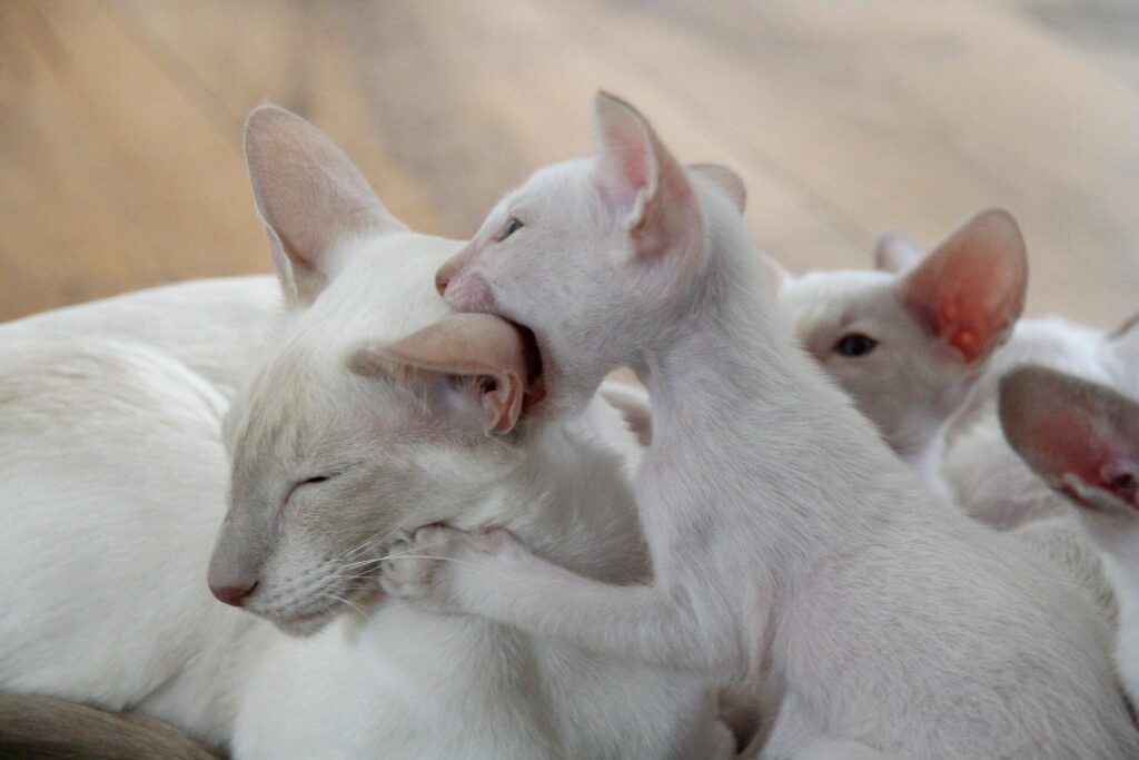Cats interacting closely, a common situation that can lead to biting during play or conflict, why is my cat biting me?