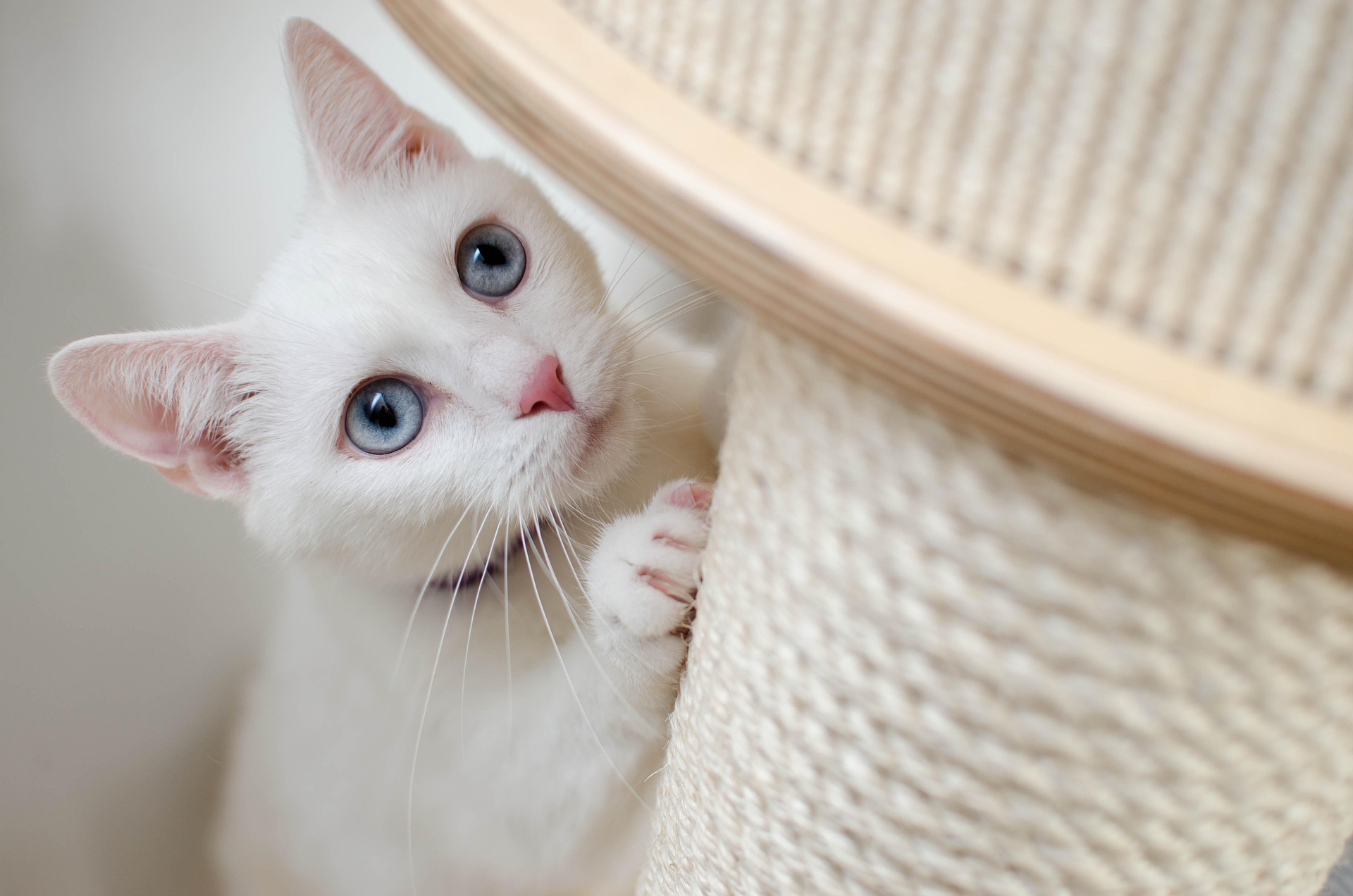 White cat hiding behind furniture showing signs of Cat separation anxiety