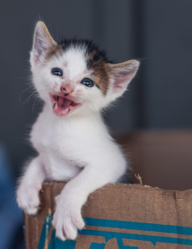 Young kitten meowing and vocalizing, early signs that may indicate cat crying in litter box issues