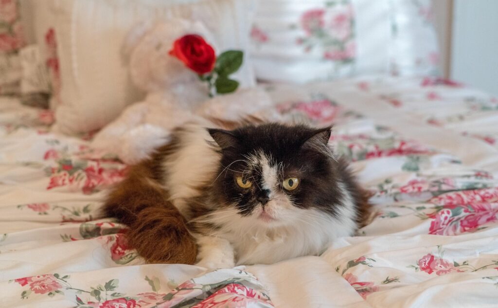 Senior cat looks sad, signs of cat crying in litter box