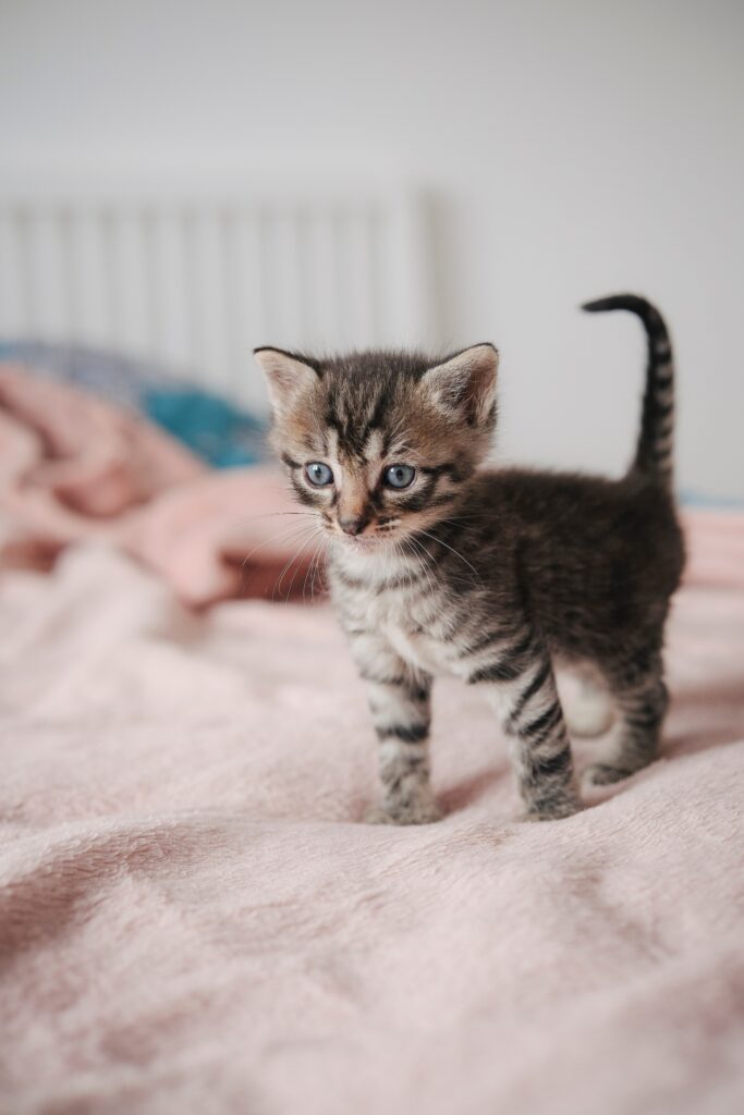 Kitten standing on a bed, learning about cat peeing in bed behavior