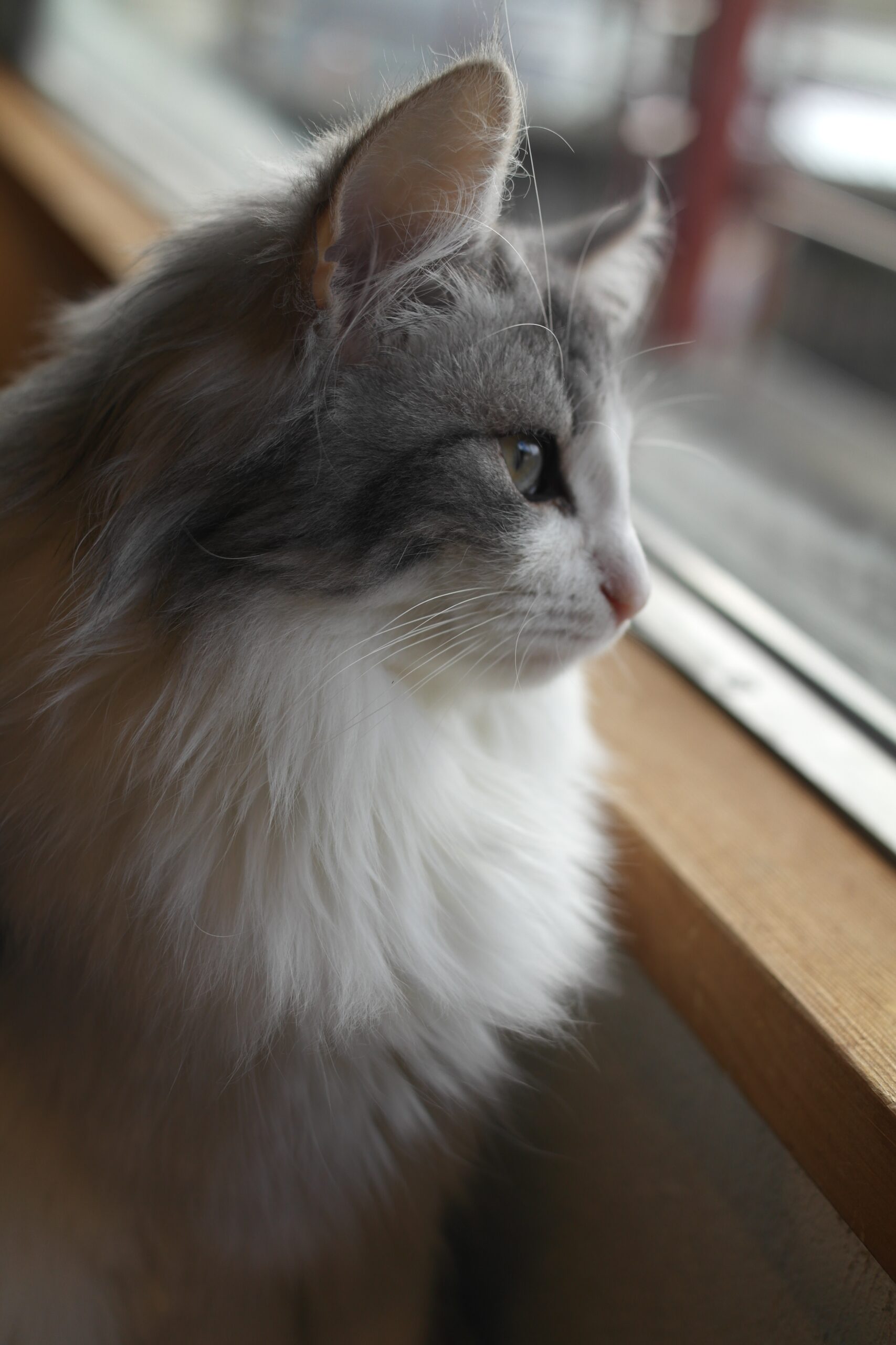 Sad cat; Signs of cat crying in litter box