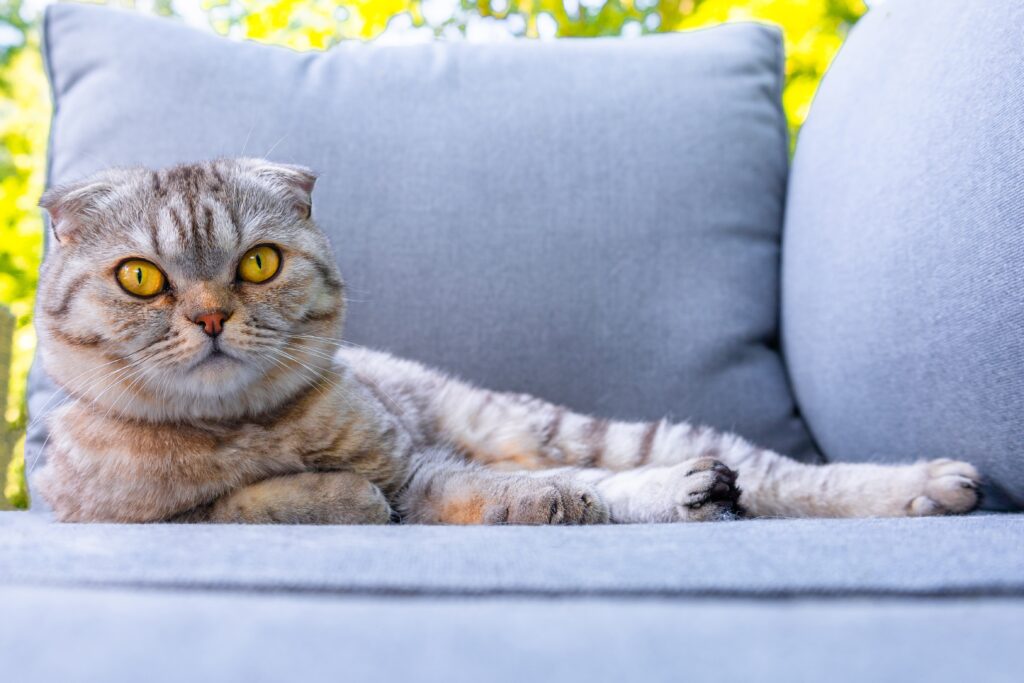 cat laying calmly on soffa after correcting cat clawing sofa behavior
