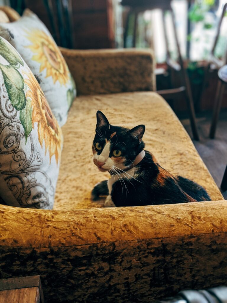 black and white cat sitting on a yellow soffa stairing at you, why is the cat clawing on sofa