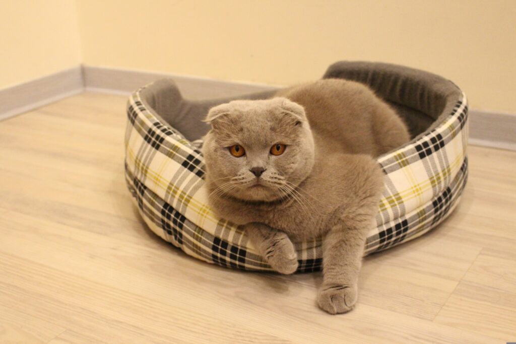 Cat laying in cat bed, how to improve enrichment for house cats