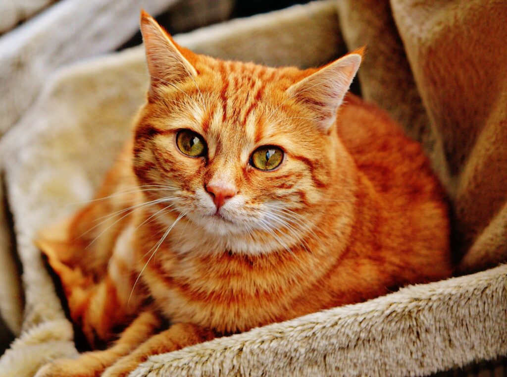 Cat stairing at you deepy, orange cat behavior