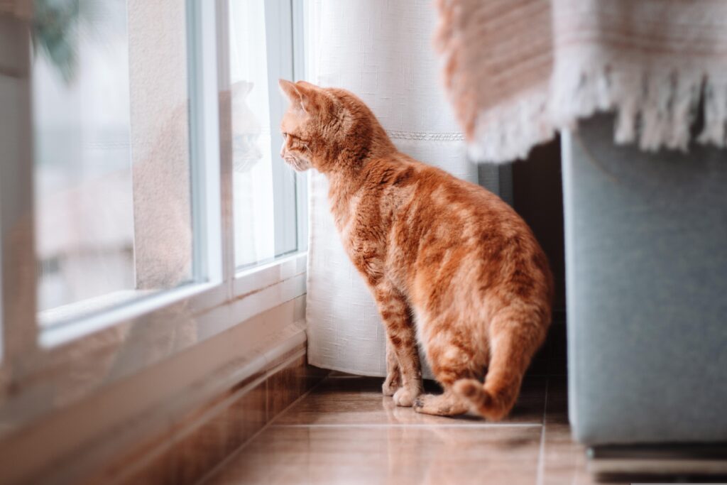 Cat looking out the window, typical orange cat behavior