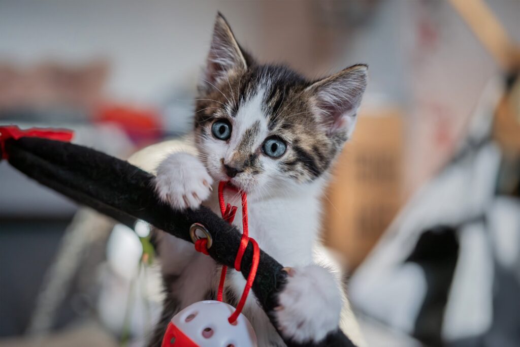 Small white kitten chewing toys