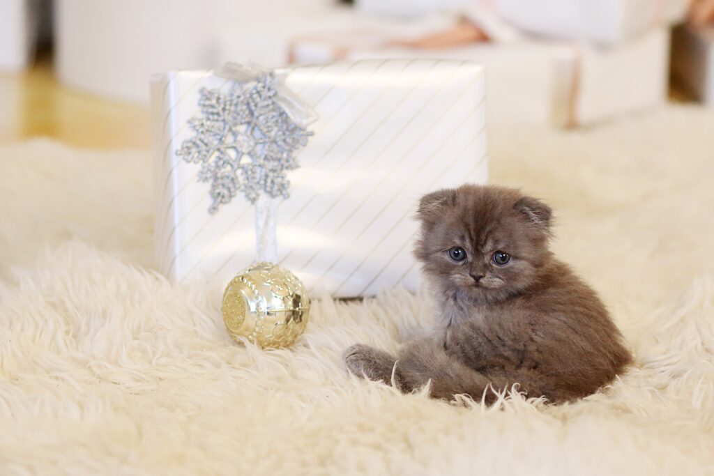 Small little kitten laying on the mattress next to kitten chewing toys