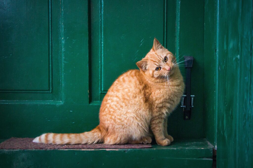 Ginger cat sitting by a teal door taking a break from cat chasing tail behavior