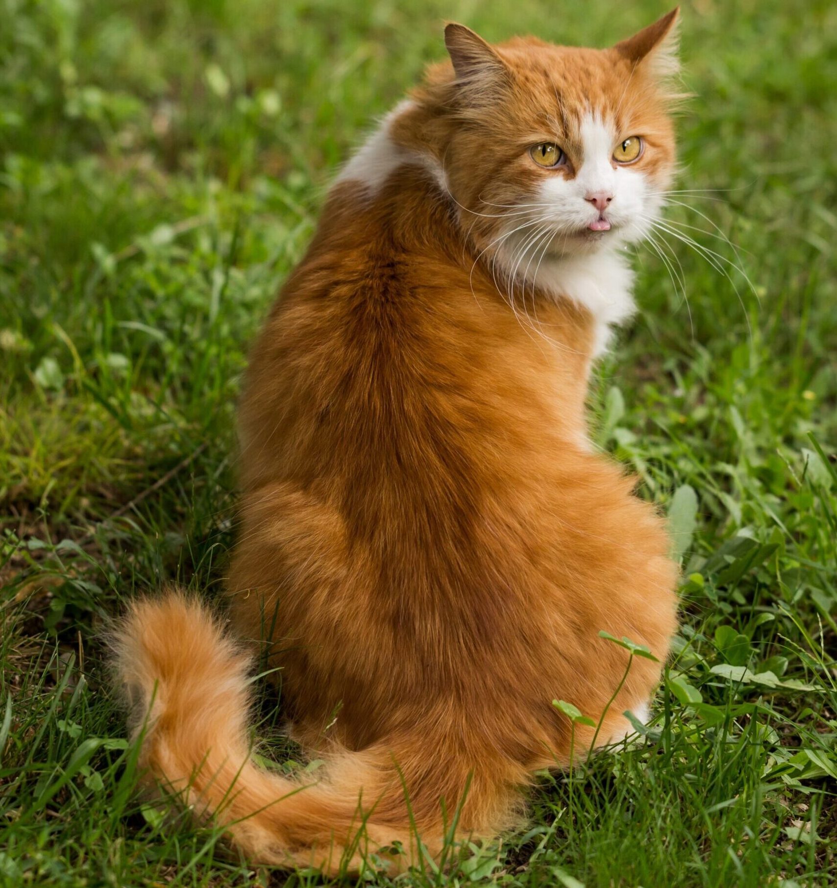 Fluffy orange cat chasing tail while sitting on green grass outdoors