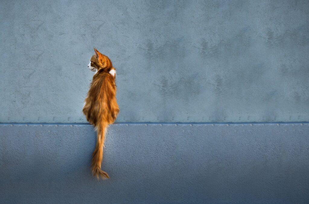Cat chasing tail illustrated by an orange cat standing upright with tail raised against a grey wall